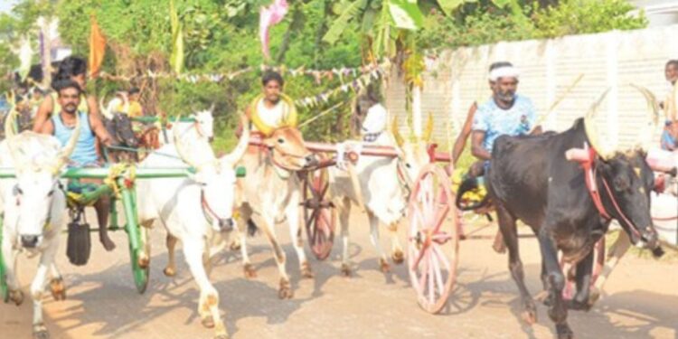 மதுரை அருகே தனியாமங்கலத்தில் மாட்டு வண்டி எல்கை பந்தயம்