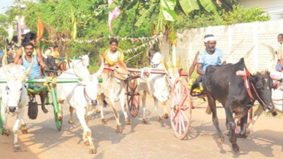 மதுரை அருகே தனியாமங்கலத்தில் மாட்டு வண்டி எல்கை பந்தயம்