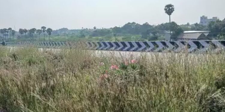 மதுரை – தூத்துக்குடி நான்கு வழிச்சாலையில் புதர்மண்டிய சென்டர் மீடியன்  விபத்து அபாயத்தால் வாகன ஓட்டிகள் கடும் அவதி!