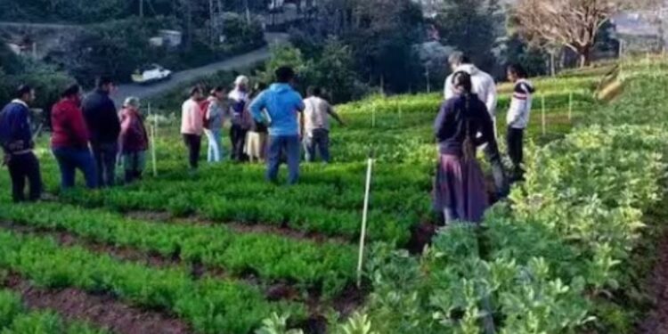 நலிவடையும் விவசாயம், எட்டாக்கனியாகும் ஐ.டி. பார்க் பிழைப்பு தேடி நீலகிரியை விட்டு 15,000 குடும்பங்கள் வெளியேற்றம்!