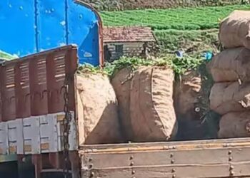 கோத்தகிரியில் கேரட் உள்ளூர் மார்க்கெட்டில் போதிய விலை கிடைக்காததால் மேட்டுப்பாளையம் மண்டிகளில் நேரடி விற்பனை!