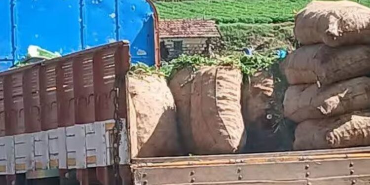 கோத்தகிரியில் கேரட் உள்ளூர் மார்க்கெட்டில் போதிய விலை கிடைக்காததால் மேட்டுப்பாளையம் மண்டிகளில் நேரடி விற்பனை!