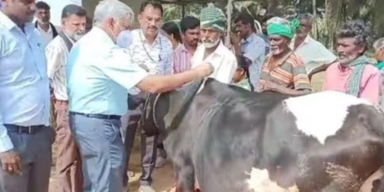 பொள்ளாச்சி அருகே கால்நடை விழிப்புணர்வு முகாம்  உண்ணி ஒழிப்பு மருந்து தெளிக்கும் செய்முறை