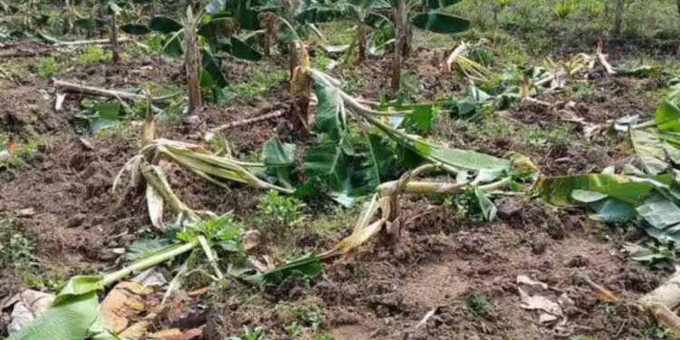 கூடலூர் அருகே முதுமலை எல்லையோர கிராமங்களில் யானை அட்டகாசம் 400 வாழை மரங்கள் நாசம்