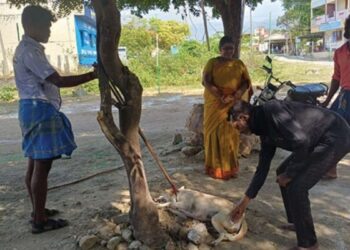 உப்பிலியபுரத்தில் தெருநாய்களுக்குக் கண்டறியப்பட்டு ‘வெறிநோய்’ தடுப்பூசி முகாம்