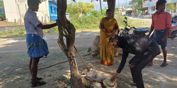 உப்பிலியபுரத்தில் தெருநாய்களுக்குக் கண்டறியப்பட்டு ‘வெறிநோய்’ தடுப்பூசி முகாம்