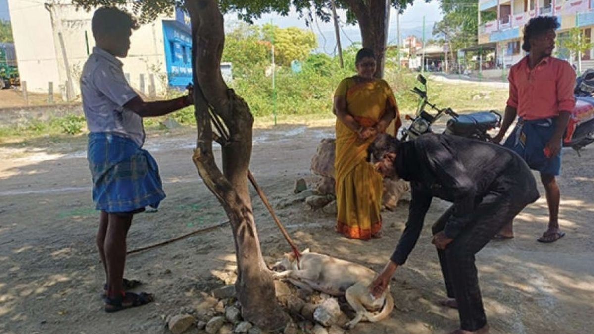 உப்பிலியபுரத்தில் தெருநாய்களுக்குக் கண்டறியப்பட்டு ‘வெறிநோய்’ தடுப்பூசி முகாம்