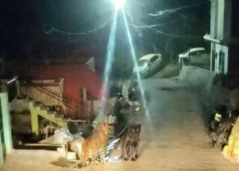 குன்னூரில் நள்ளிரவில் நடுரோட்டில் சிறுத்தை – கருஞ்சிறுத்தை பயங்கர மோதல்  கிராம மக்கள் தவிப்பு!