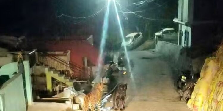 குன்னூரில் நள்ளிரவில் நடுரோட்டில் சிறுத்தை – கருஞ்சிறுத்தை பயங்கர மோதல் கிராம மக்கள் தவிப்பு!