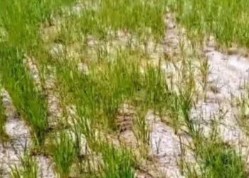 பால் பிடிக்கும் தருணத்தில் கருகும் நெற்பயிர்கள் வைகை நீருக்காக ஏங்கும் விவசாயிகள்!