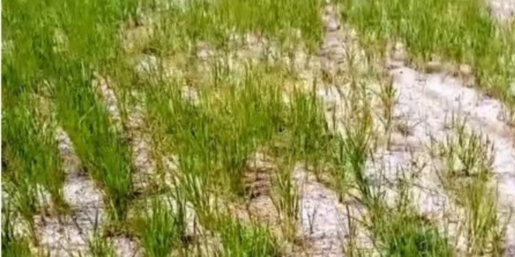 பால் பிடிக்கும் தருணத்தில் கருகும் நெற்பயிர்கள் வைகை நீருக்காக ஏங்கும் விவசாயிகள்!