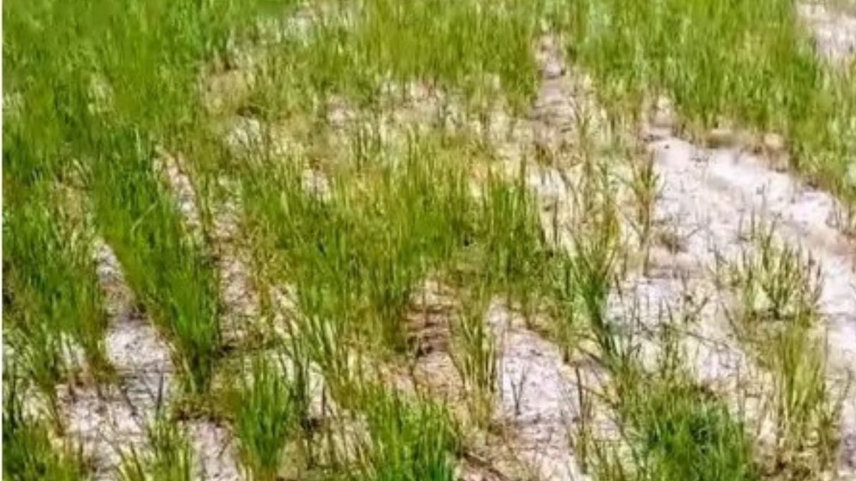 பால் பிடிக்கும் தருணத்தில் கருகும் நெற்பயிர்கள் வைகை நீருக்காக ஏங்கும் விவசாயிகள்!