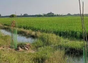 முதுகுளத்தூர் – ராமநாதபுரம் சாலையில் கருகும் மரக்கன்றுகள் பராமரிப்பு இன்றி வீணாகும் அரசு நிதி