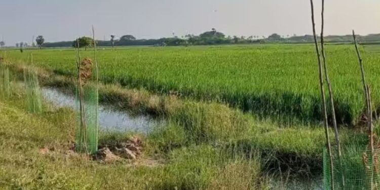 முதுகுளத்தூர் – ராமநாதபுரம் சாலையில் கருகும் மரக்கன்றுகள் பராமரிப்பு இன்றி வீணாகும் அரசு நிதி