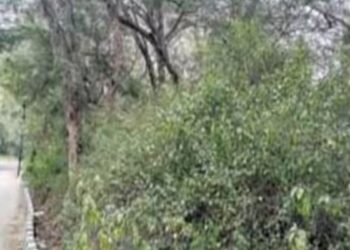 சென்னிமலை மலைப்பாதையில் ‘ரிப்ளெக்டர்’ பதிக்க 50-க்கும் மேற்பட்ட மரங்களில் ஆணி இயற்கை ஆர்வலர்கள் குற்றச்சாட்டு