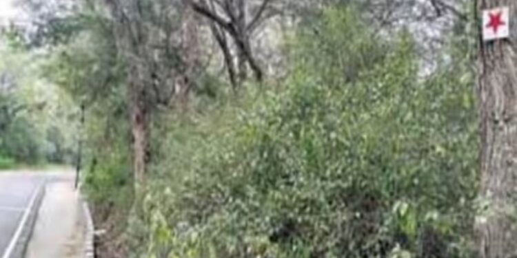 சென்னிமலை மலைப்பாதையில் ‘ரிப்ளெக்டர்’ பதிக்க 50-க்கும் மேற்பட்ட மரங்களில் ஆணி இயற்கை ஆர்வலர்கள் குற்றச்சாட்டு