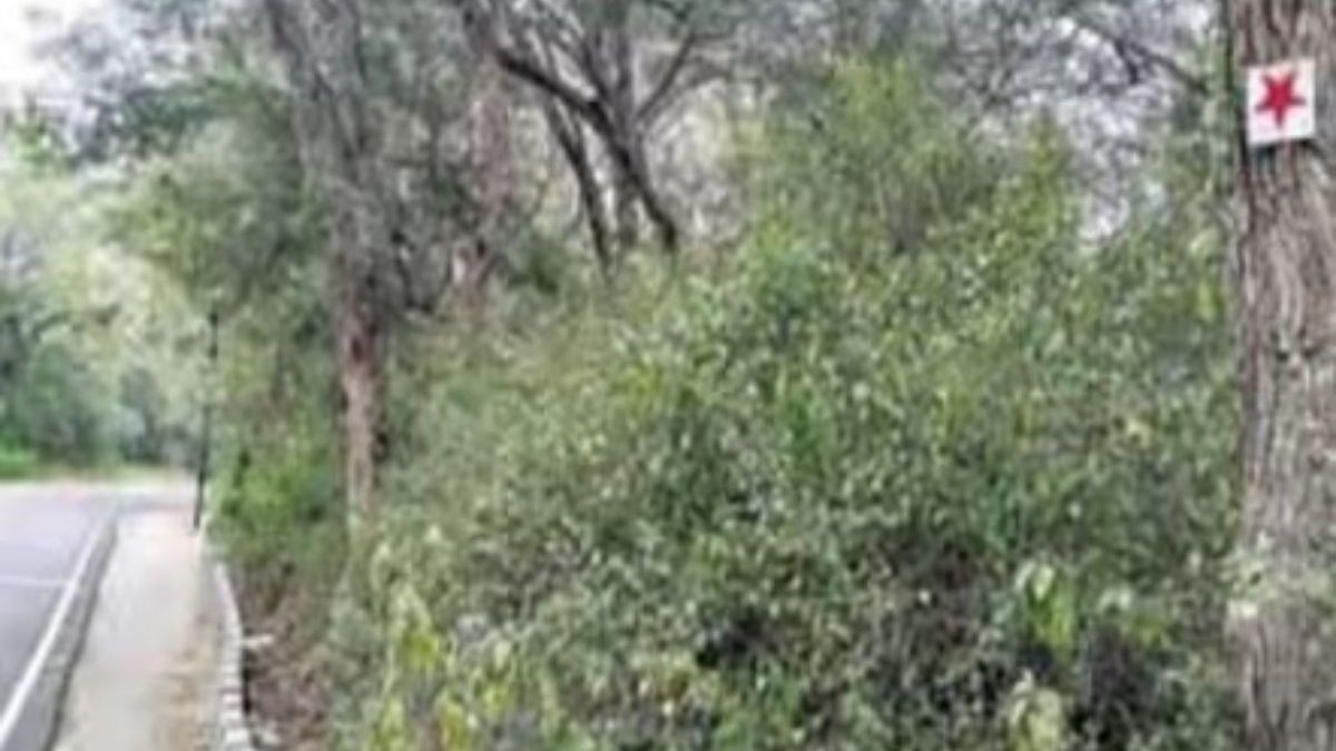 சென்னிமலை மலைப்பாதையில் ‘ரிப்ளெக்டர்’ பதிக்க 50-க்கும் மேற்பட்ட மரங்களில் ஆணி இயற்கை ஆர்வலர்கள் குற்றச்சாட்டு