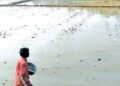 நெல்லை: வெள்ளம் வடிந்த நிலையில் விவசாயப் பணிகள் தீவிரம்