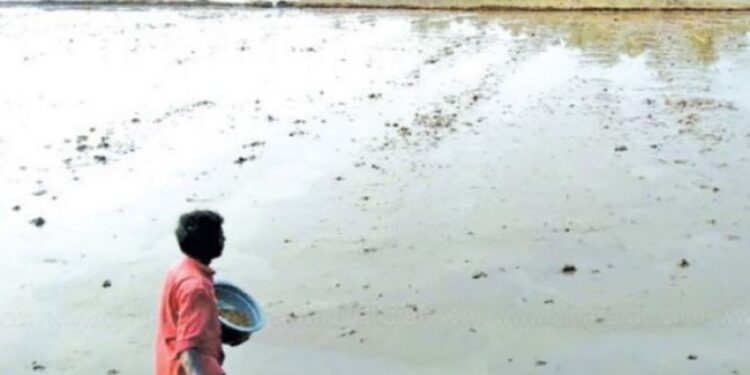 நெல்லை: வெள்ளம் வடிந்த நிலையில் விவசாயப் பணிகள் தீவிரம்