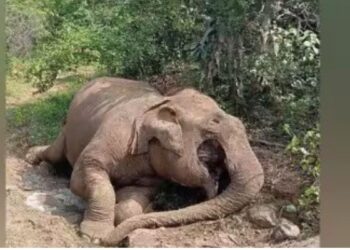 பழநி பெரியம்மாபட்டி காப்புக்காட்டில் பெண் யானை உயிரிழப்பு  இயற்கை மரணம் என வனத்துறை விளக்கம்