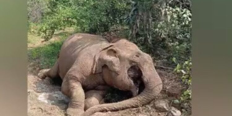 பழநி பெரியம்மாபட்டி காப்புக்காட்டில் பெண் யானை உயிரிழப்பு  இயற்கை மரணம் என வனத்துறை விளக்கம்