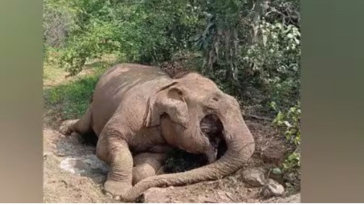 பழநி பெரியம்மாபட்டி காப்புக்காட்டில் பெண் யானை உயிரிழப்பு  இயற்கை மரணம் என வனத்துறை விளக்கம்