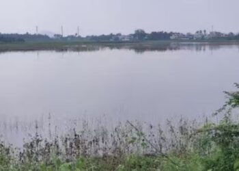 ஆக்கிரமிப்பு பிடியில் சிக்கித் தவிக்கும் ஆயக்குடி மாப்பிள்ளை நாயக்கன் குளம்  விவசாயிகள் வேதனை