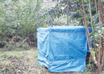 மசினகுடி அருகே மூதாட்டியைக் கொன்ற புலி கூண்டில் சிக்கியது