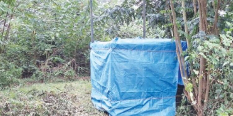 மசினகுடி அருகே மூதாட்டியைக் கொன்ற புலி கூண்டில் சிக்கியது