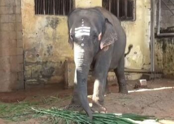  உயிரிழந்த பாகனின் மகள்கள் திருச்செந்தூர் தெய்வானை யானைக்குப் பழங்கள் அளித்து ஆசி