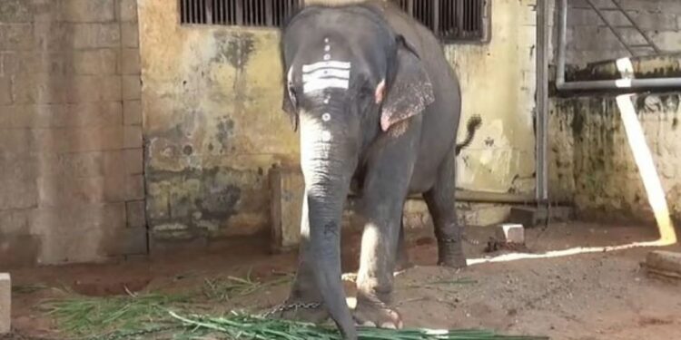  உயிரிழந்த பாகனின் மகள்கள் திருச்செந்தூர் தெய்வானை யானைக்குப் பழங்கள் அளித்து ஆசி