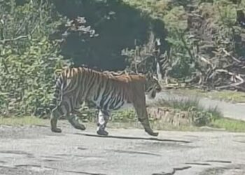 கொடைக்கானல் பேரிஜம் மலைப்பாதையில் கம்பீரமாக உலா வந்த புலி