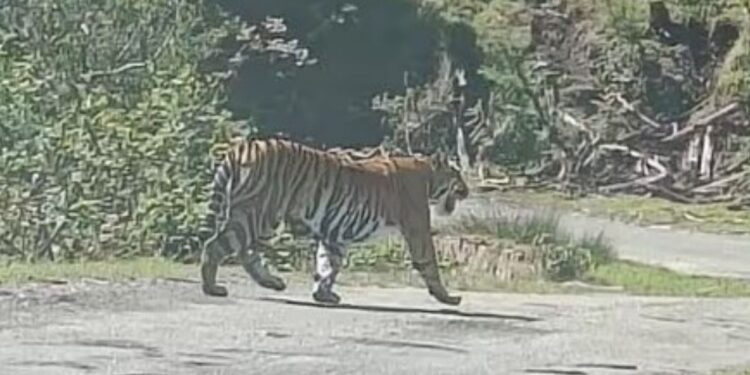 கொடைக்கானல் பேரிஜம் மலைப்பாதையில் கம்பீரமாக உலா வந்த புலி