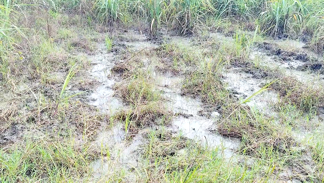 வலங்கைமான் சுற்றுவட்டார பகுதிகளில் விவசாய நிலங்களை சேதப்படுத்தும் காட்டு பன்றிகளை பிடிக்க விவசாயிகள் கோரிக்கை
