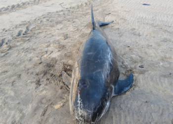 கொட்டாயமேடு கடற்கரையில் டால்ஃபின் 2-ம் வகை டால்பின் சுமார் 08 அடி நீளம் இறந்த நிலை கரை ஒதுங்கியது