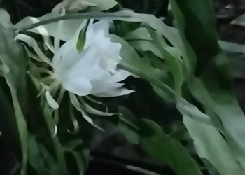 சீர்காழியில் தனியார் பள்ளியில் இரவில் பூத்து குலுங்கிய 2 பிரம்பு கமலம் மலர்கள்