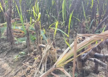 சீர்காழி அருகே காட்டு பன்றிகளால் பொங்கல் செங்கரும்பு சாகுபடி பாதிப்பு.5000 கரும்புகளை கடித்து தின்று அழித்ததால் விவசாயிகள் வேதனை