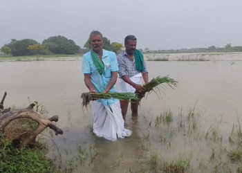டித்வா புயல் தொடர் மழை காரணமாக 500 ஏக்கர் சம்பா பயிர்கள் நீரில் மூழ்கியது இழப்பீடு வழங்க கோரிக்கை
