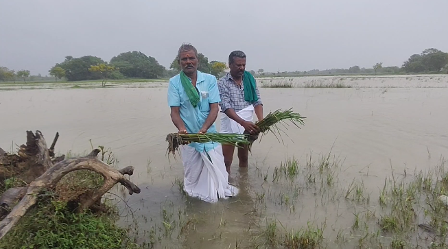 டித்வா புயல் தொடர் மழை காரணமாக 500 ஏக்கர் சம்பா பயிர்கள் நீரில் மூழ்கியது இழப்பீடு வழங்க கோரிக்கை