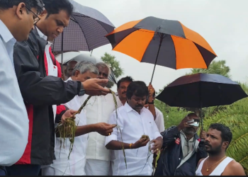 திருவாரூர் 15000 ஹெக்டேர் அளவுக்கு நெற்பயிர்கள் மழை நீரில் மூழ்கி இருக்கின்றன தொழில்துறை அமைச்சர்TRPராஜா பேட்டி