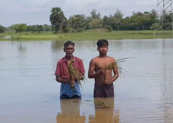 ஐந்தாண்டு காலமாக வடிகால் வாய்க்கால் தூர்வாராததன் காரணமாக 300 ஏக்கர் நெற்பயிர்கள் மழை நீரில் மூழ்கி சேதம்