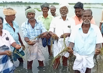 டிட்வா புயல் காரணமாக சீர்காழி அருகே 300 ஏக்கர் விளைநிலங்கள் மழைநீரில் மூழ்கி அழுகும் அபாயம்