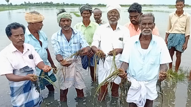 டிட்வா புயல் காரணமாக சீர்காழி அருகே 300 ஏக்கர் விளைநிலங்கள் மழைநீரில் மூழ்கி அழுகும் அபாயம்