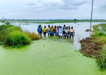 மன்னார்குடி தொடர்ந்து பெய்த மழையால் ஆயிரக்கணக்கான ஏக்கரில் சாகுபடி செய்யப்பட்ட சம்பா , விவசாயிகள் வேதனை
