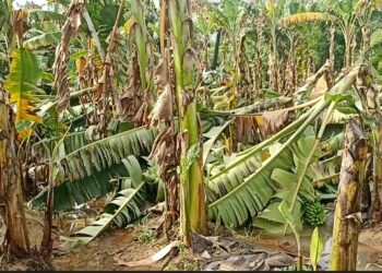 ஆறுபாதி கிராமத்தில் டித்வா புயல் காரணமாக3ஏக்கரில் அறுவடைக்கு தயாராக இருந்த வாழமரங்கள் தரையோடு சாய்ந்து சேதம்