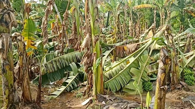 ஆறுபாதி கிராமத்தில் டித்வா புயல் காரணமாக3ஏக்கரில் அறுவடைக்கு தயாராக இருந்த வாழமரங்கள் தரையோடு சாய்ந்து சேதம்