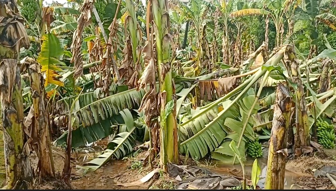 ஆறுபாதி கிராமத்தில் டித்வா புயல் காரணமாக3ஏக்கரில் அறுவடைக்கு தயாராக இருந்த வாழமரங்கள் தரையோடு சாய்ந்து சேதம்