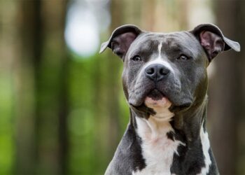 சென்னை மக்களே இந்த வகை நாய்களை வளர்த்தால் ஒரு லட்சம் அபராதம், தெரியுமா?