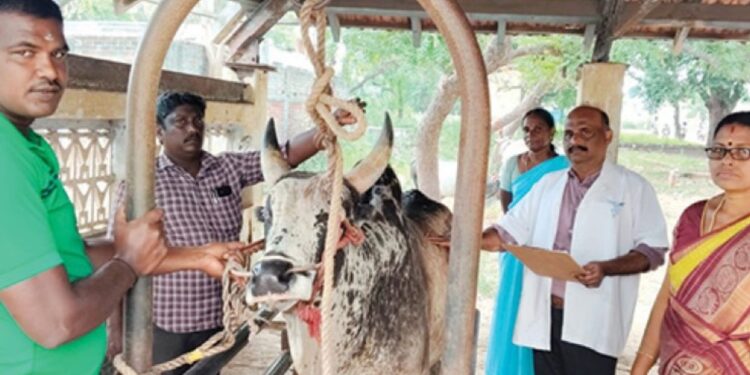 காளைகளுக்கான மருத்துவப் பரிசோதனை  தகுதிச் சான்று வழங்கல்!