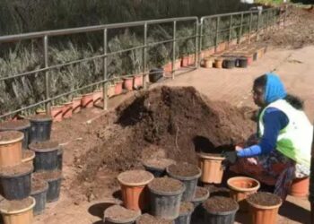 ஊட்டி மலர் கண்காட்சிக்காக அரசு தாவரவியல் பூங்காவில் தொட்டிகளில் மண் நிரப்பும் பணி தீவிரம்